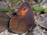 Erebia aethiops  (Graubindiger Mohrenfalter, Männchen) / CH BE Wilerhorn 1830 m, 18. 08. 2008