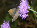 Erebia tyndarus (Schillernder Mohrenfalter, Weibchen, derselbe Falter wie vorher) / CH VS Felsensteppe 1500 m, 07. 10. 2010