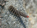 Amata phegea (Weissfleck-Widderchen) / CH TI Ronco sopra Ascona 430 m, 15. 03. 2013