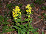 Solidago virgaueae (Gew. Goldrute) / ASTERACEAE