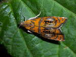 Olethreutes arcuella (Prachtwickler) / CH BE Hasliberg 1050 m, 03. 06. 2008