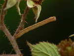 Ematurga atomaria (Heidespanner) / CH OW Lungern Tschorren 1280 m, 10. 08. 2014 (an Rubus fruticosus, Brombeere)