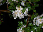 Crataegus monogyna (Eingriffliger Weissdorn) / Rosaceae