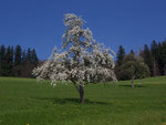 Pyrus communis (Birnbaum) / Rosaceae