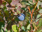 Vaccinium uliginosum (Moorbeere) / Ericaceae