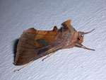 Autographa bractea (Quellhalden-Goldeule) / CH VS Goppenstein Bahnhofunterführung 1216 m, 12. 08. 2009