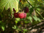 Rubus idaeus (Himbeere) / Rosaceae