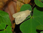 Spilosoma lutea (Gelber Tigerbär) / CH GL Glarus-Nord, Filzbach, Hüsliloch 984 m, 02. 07. 2026