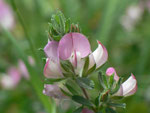 Ononis spinosa (Dornige Hauhechel) / Fabaceae