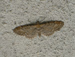 Eupithecia vulgata (Gemeiner Blütenspanner) / CH BE Hasliberg 1050 m, 26. 05. 2014