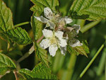 Rubus fruticosus (Brombeere) / Rosaceae