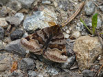 Euclidia glyphica (Braune Tageule) / CH TI Airolo, Orlascio 1700 m, 13. 06. 2024