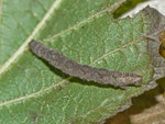 Eupithecia vulgata (Gemeiner Blütenspanner) / CH BE Hasliberg 1050 m, 20. 08. 2013