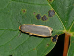 Eilema depressa (Nadelwald-Flechtenbärchen, Weibchen) / CH BE Hasliberg 1050 m, 26. 07. 2010