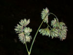 Dactylis glomerata (Gew. Knäuelgras) / Poaceae