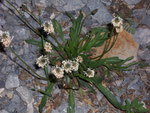 Plantago lanceolota (Spitzwegerich) / Plantaginaceae