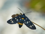 Amata phegea (Weissfleck-Widderchen) / CH TI Personico, Val d'Ambra 600 - 900 m, 08. 07. 2025