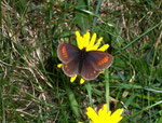 Erebia pharte (Unpunktierter Mohrenfalter) / Italien San Domenico Alpe Veglia 1723 m, 21. 07. 2009