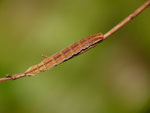 Aplocera praeformata (Johanniskrautspanner) / CH BE Hasliberg 1050 m, 22. 04. 2015