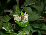 Rubus idaeus (Himbeere) / Rosaceae