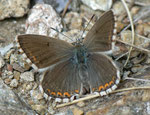 Polyommatus coridon (Silbergrüner Bläuling, Weibchen) / CH VS Saastal, Saas Almagell, Moosgufer, alter Mitlitärweg, 1910 m, 12. 08. 2011