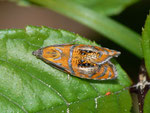 Olethreutes arcuella (Prachtwickler) / CH BE Hasliberg 1050 m, 02. 05. 2011