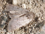 Epipsilia grisescens (Bergwiesen-Bodeneule) / Italien Aostatal Valpelline Lago Place Moulin 2000 m, 10. 09. 2008