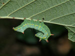 Ptilodon capucina (Kamel-Zahnspinner) / CH BE Hasliberg 1070 m, 22. 09. 2013 (an Corylus avellana)