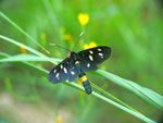 Amata phegea (Weissfleck-Widderchen) / CH TI Verzascatal Alpe Odro 1282 m, 27. 06. 2011