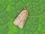 Agonopterix sp. / CH OW Lungern 1260 m, 10. 08. 2015