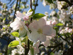 Malus domestica (Apfelbaum) / Rosaceae
