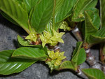 Rhamnus pumila (Zwerg-Kreuzdorn) / Rhamnaceae