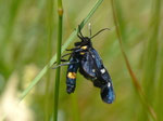 Amata phegea (Weissfleck-Widderchen) / CH TI Valle di Muggio 1100 m, 25. 06. 2012