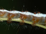 Acronicta psi (Pfeileule) / CH BE Hasliberg 1050 m,  24. 09. 2012 (an Corylus avellana fressend)