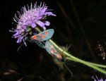 Zygaena lonicerae (Grosses Fünffleck-Widderchen) / CH VS Binntal Heiligkreuz 1800 m, 10. 08. 2010