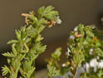 Perizoma blandiata (Augentrost-Kapselspanner) / CH BE Hasliberg 1050 m,  18. 10. 2020 (ein braune und eine grüne Farbmorphe)
