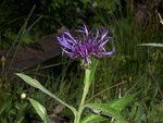 Centaurea montana (Berg-Flockenblume) / Asteraceae