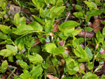 Vacinium myrtillus (Heidelbeere) / Ericaceae