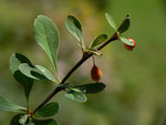 Berberis thunbergii (Berberitze) / Berberidaceae