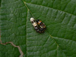 Acronicta alni (Erlen-Rindeneule) / CH BE Hasliberg 1050 m,  14. 09. 2019 auf Corylus avellana