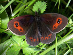 Erebia aethiops  (Graubindiger Mohrenfalter, Männchen) / CH BE Hasliberg 1050 m, 11. 07. 2009