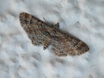 Gymnoscelis rufifasciata (Rotgebänderter Blütenspanner) / CH VS Saas-Fee 1803 m, 29. 09. 2016