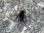 Ptilocephala plumifera (Fächerfühler-Sackträger) / CH VS Jeizinen-Brentschen 1314 mm, Felsensteppe, 31. 01. 2011