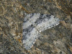 Entephria cyanata (Blaugrauer Gebirgs-Blattspanner) / CH VS Saastal 1772 m, 12. 08. 2011