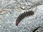Amata phegea (Weissfleck-Widderchen) / CH TI Ronco sopra Ascona 430 m, 15. 03. 2013