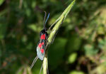 Zygaena lonicerae (Grosses Fünffleck-Widderchen) / CH BE Hasliberg 1050 m, 20. 07. 2005