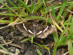 Pyrausta cingulata / CH SZ Muotathal, Pragelpass, Roggenstöckli 1500 m, 30. 07. 2024