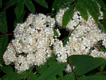 Sorbus aucuparia (Eberesche) / Rosaceae