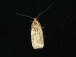 Agonopterix sp. / CH BE Hasliberg 1050 m, 18. 03. 2011