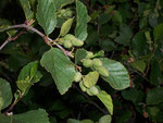 Alnus viridis (Grün-Erle) / BETULACEAE